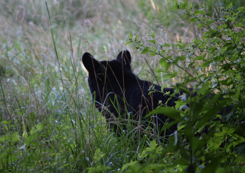 A black bear moving through tall grass at the edge of the meadow, seen from a respectful distance