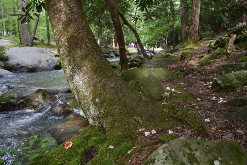 A moss-based tree leaning over a rocky mountain stream in the forest, a small red mushroom in the green moss