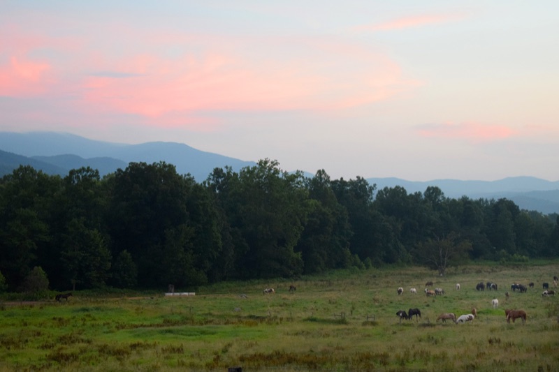 Horses grazing in a Cades Cove meadow under a pink dusk sky, blue Smoky Mountain ridges behind