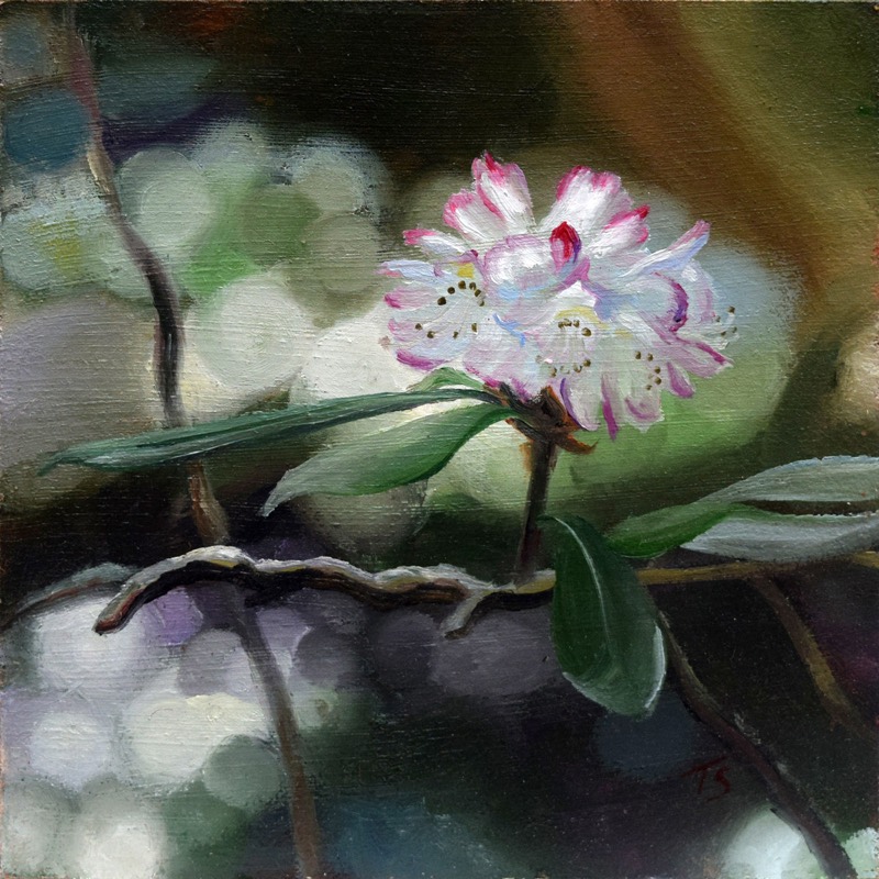Magic — a single pink-and-white rhododendron blossom glowing against a soft, dark forest