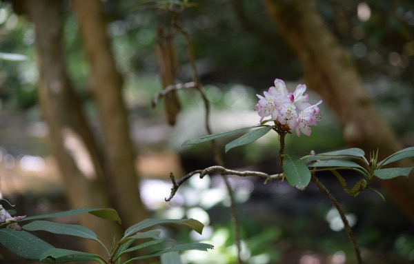 Reference photo — a single rhododendron bloom on a branch in the shaded forest