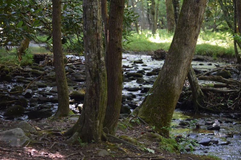 A clear, rocky mountain stream running through the forest, mossy boulders along the bank