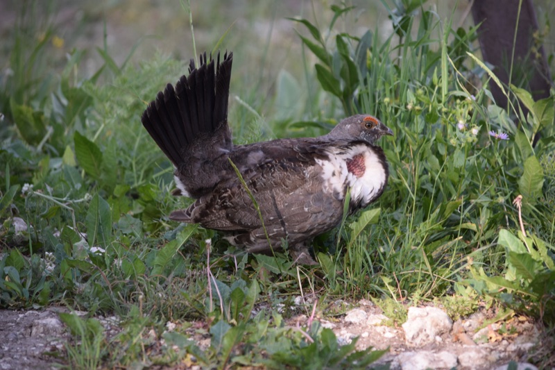 A dusky blue grouse displaying with its dark tail fanned, mottled grey-brown and white plumage and a red-orange eye comb, in green summer grass