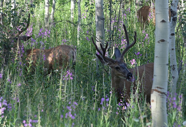 Reference photo — three mule deer bucks in velvet antlers grazing among white aspen trunks and purple fireweed in the Tetons