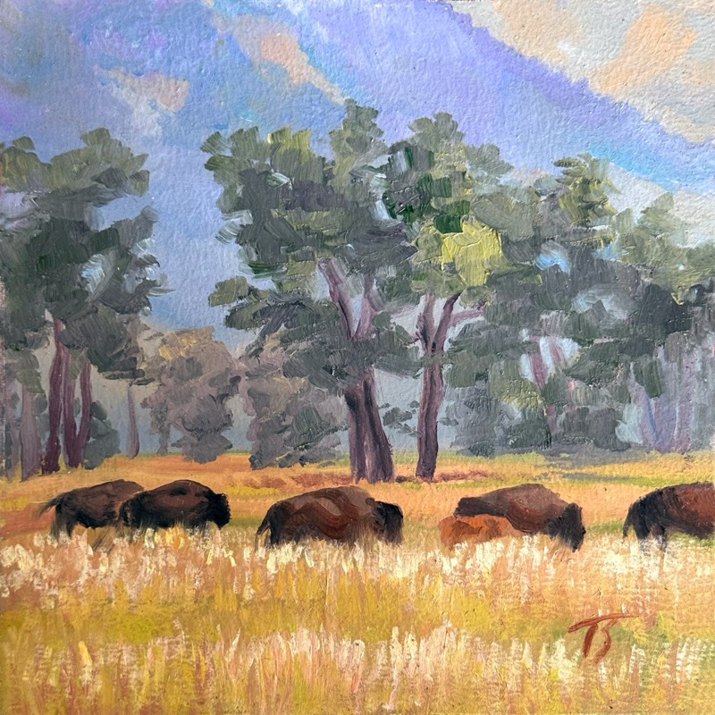 Bison Beneath Shadow Mountain — a small square oil of a bison herd, calves and bulls, moving through tall golden late-summer grass