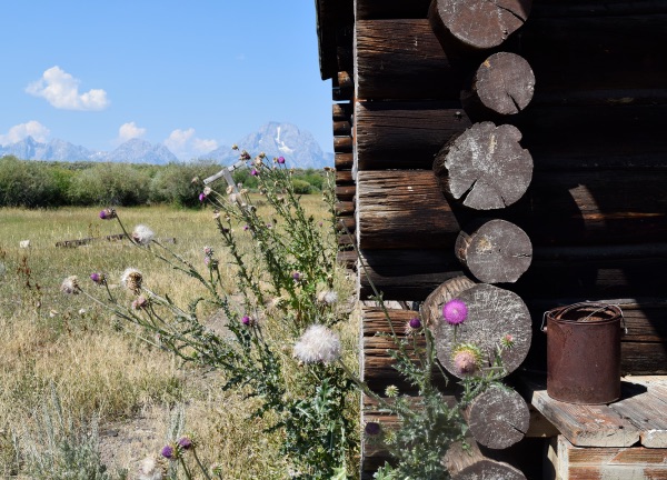 Reference photo — purple thistles growing against the weathered dark logs of an abandoned ranch cabin, a rusty can nearby and the Tetons beyond